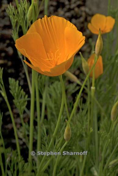 eschscholzia caespitosa 3 graphic